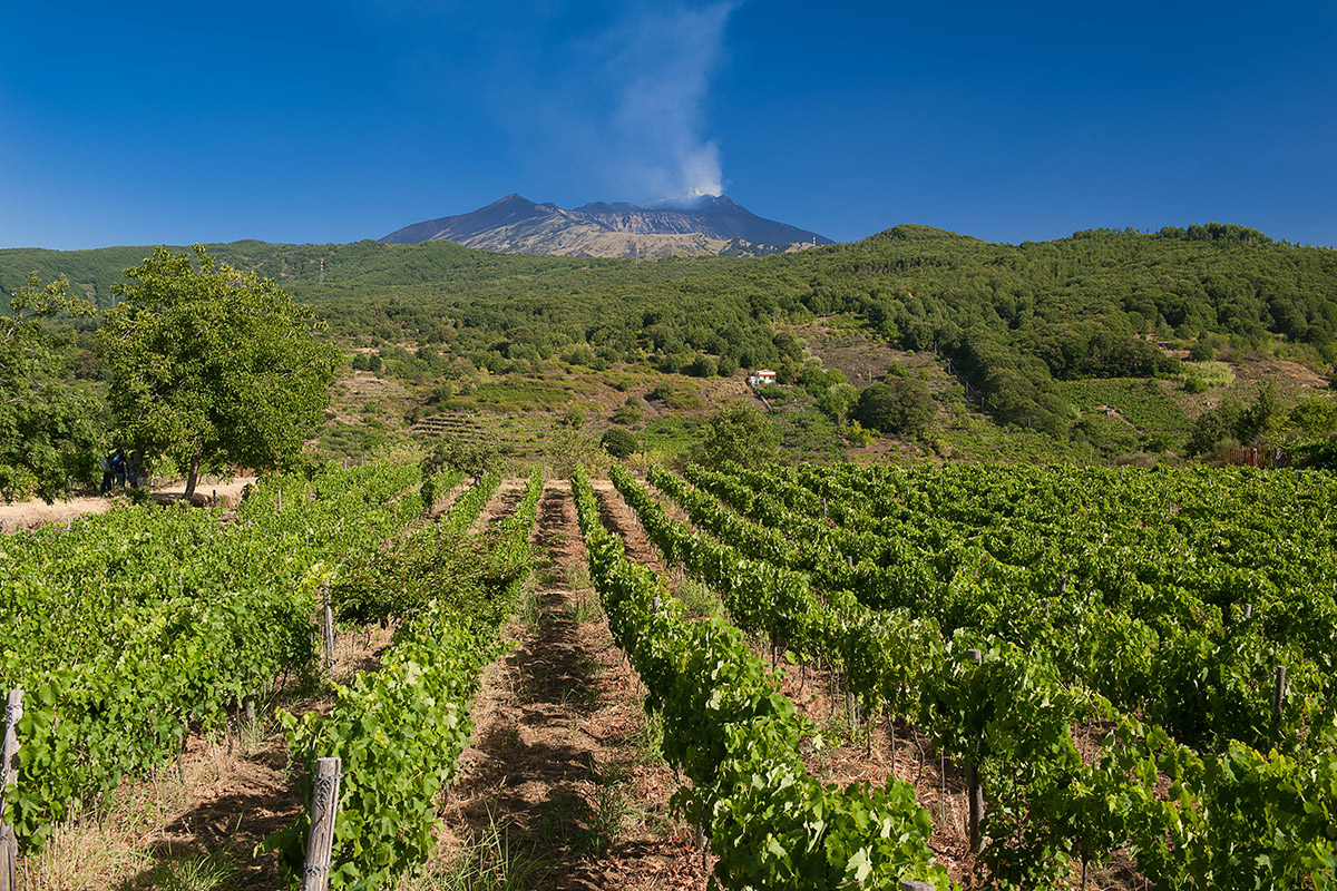 italy wine region