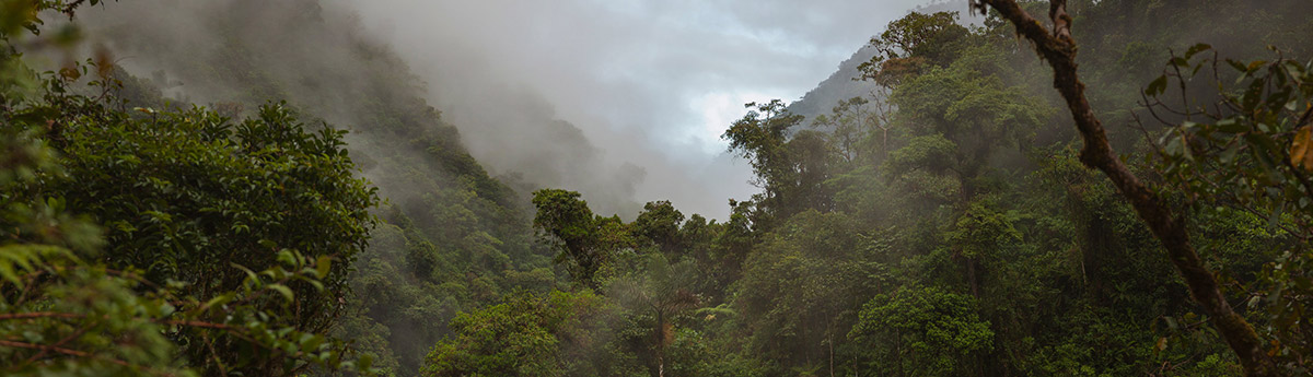 cloud rainforest peru