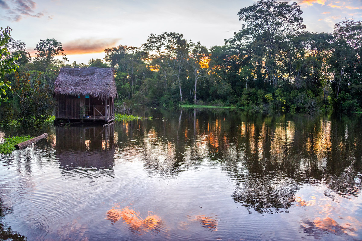 Amazon Rainforest Near Iquitos