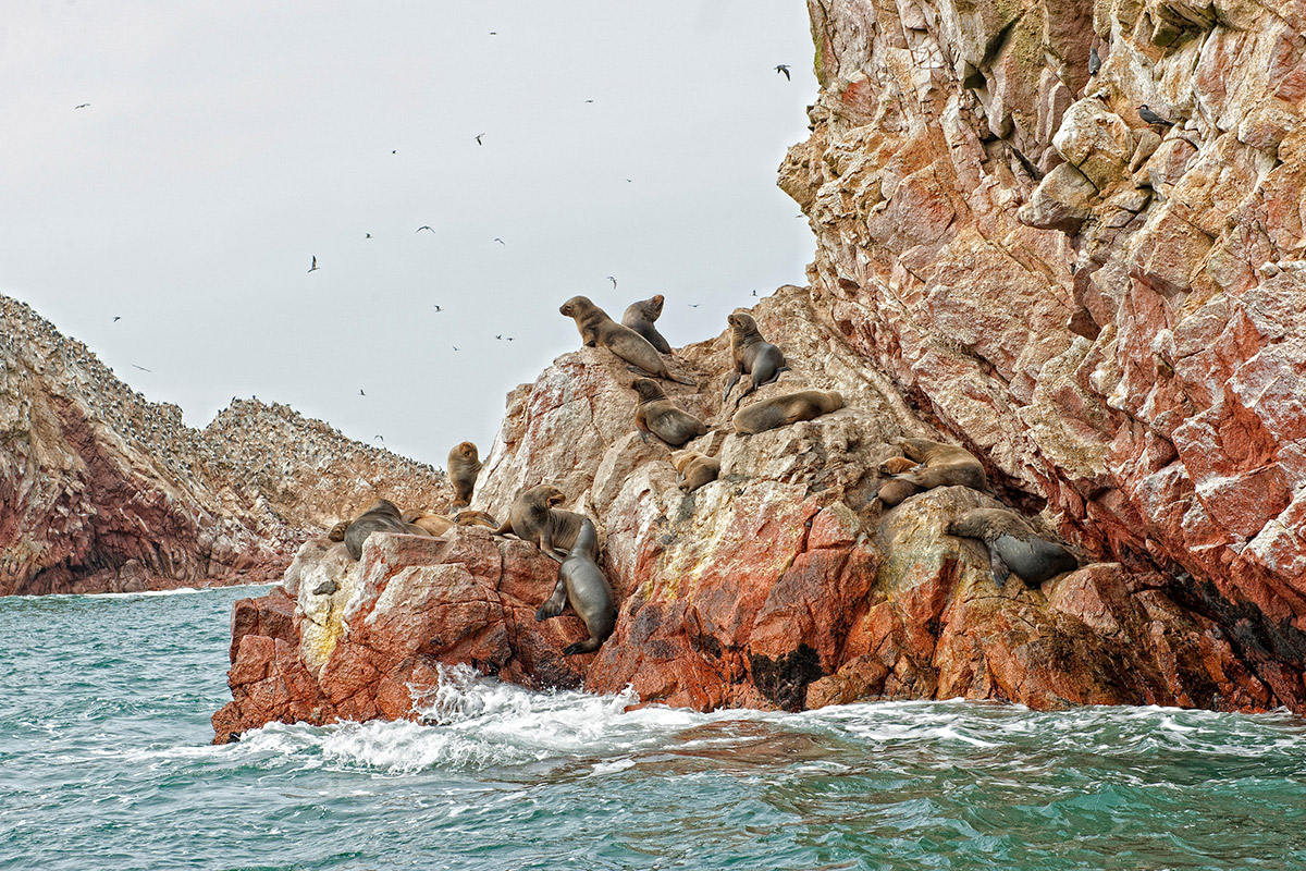 sea lions shore ballestas islands