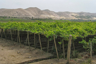 pisco vineyard lunahuana
